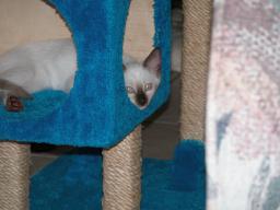 kittens - 071007 26